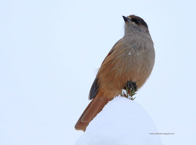 Siberian Jay | Focusing on Wildlife